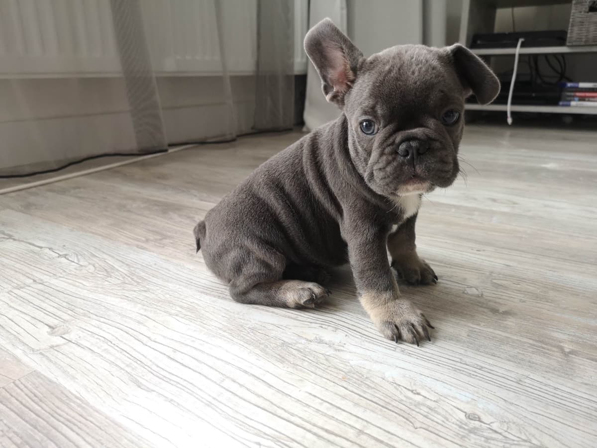 French Bulldog Puppies Blue's and Lilacs breeder image 11