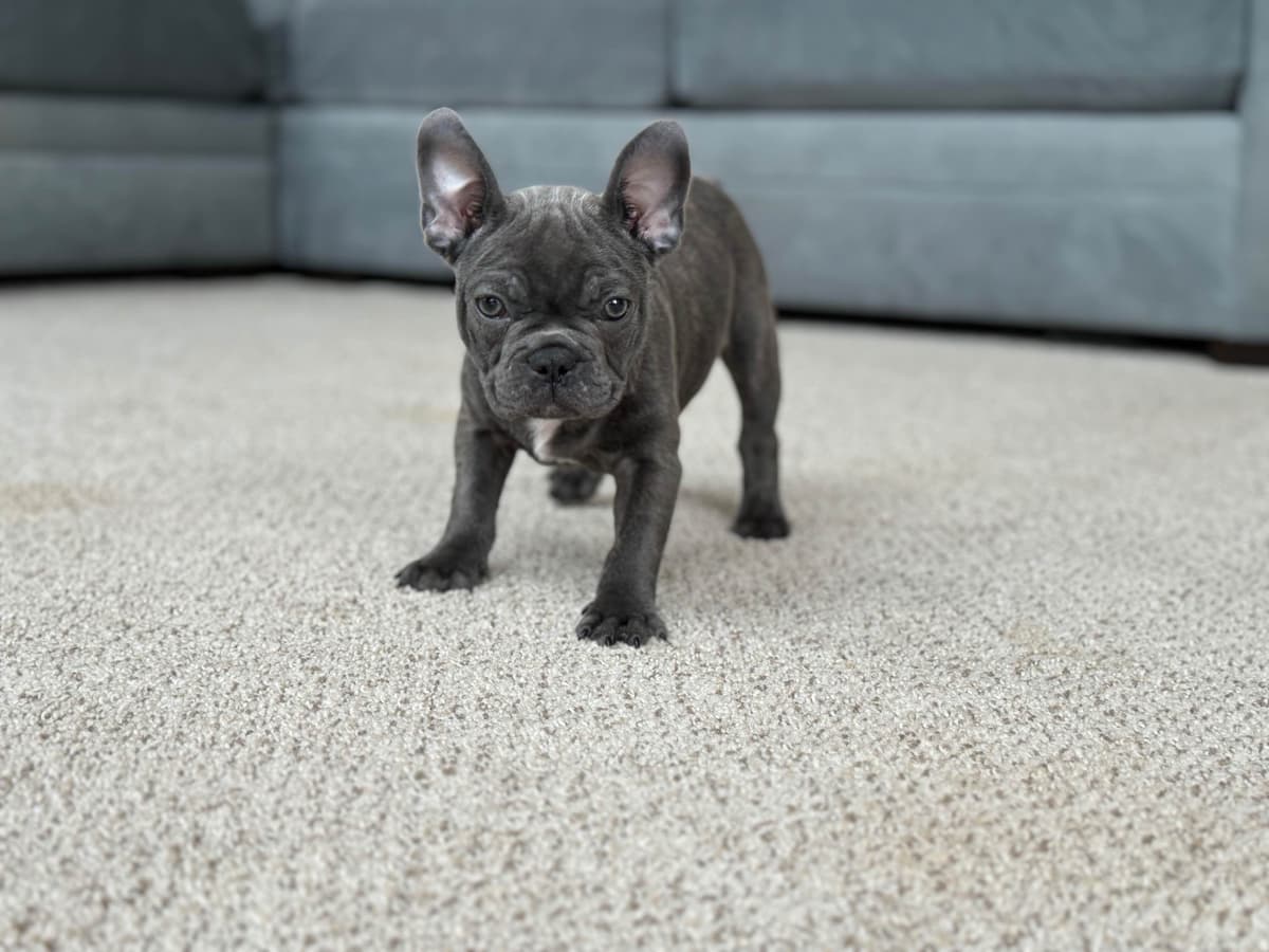 French Bulldog Puppies Blue's and Lilacs breeder image 17