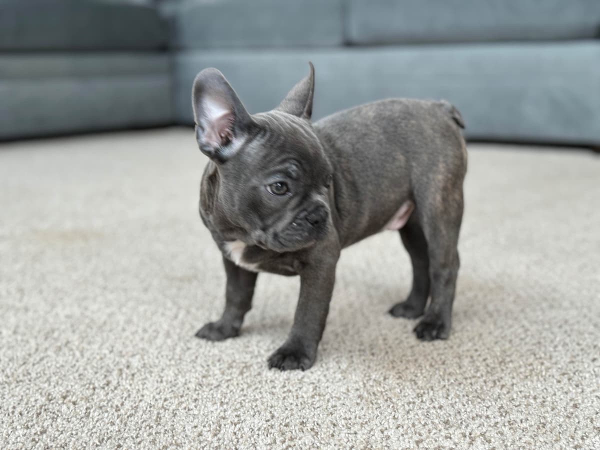 French Bulldog Puppies Blue's and Lilacs breeder image 16
