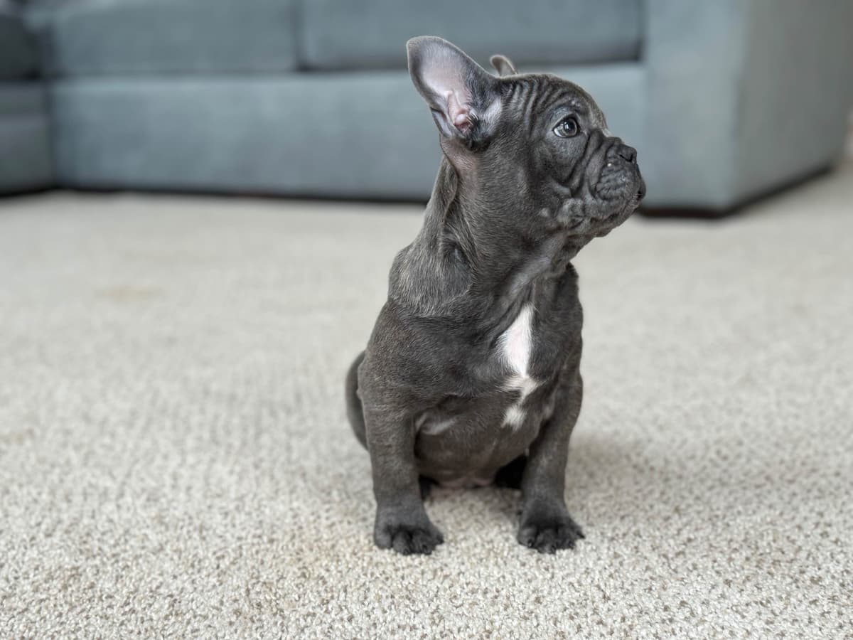 French Bulldog Puppies Blue's and Lilacs breeder image 18