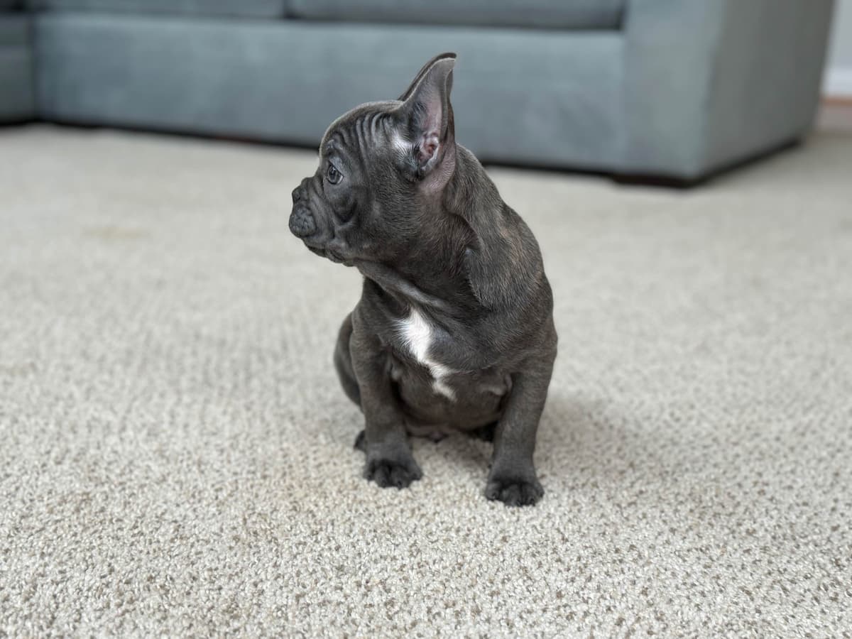 French Bulldog Puppies Blue's and Lilacs breeder image 19
