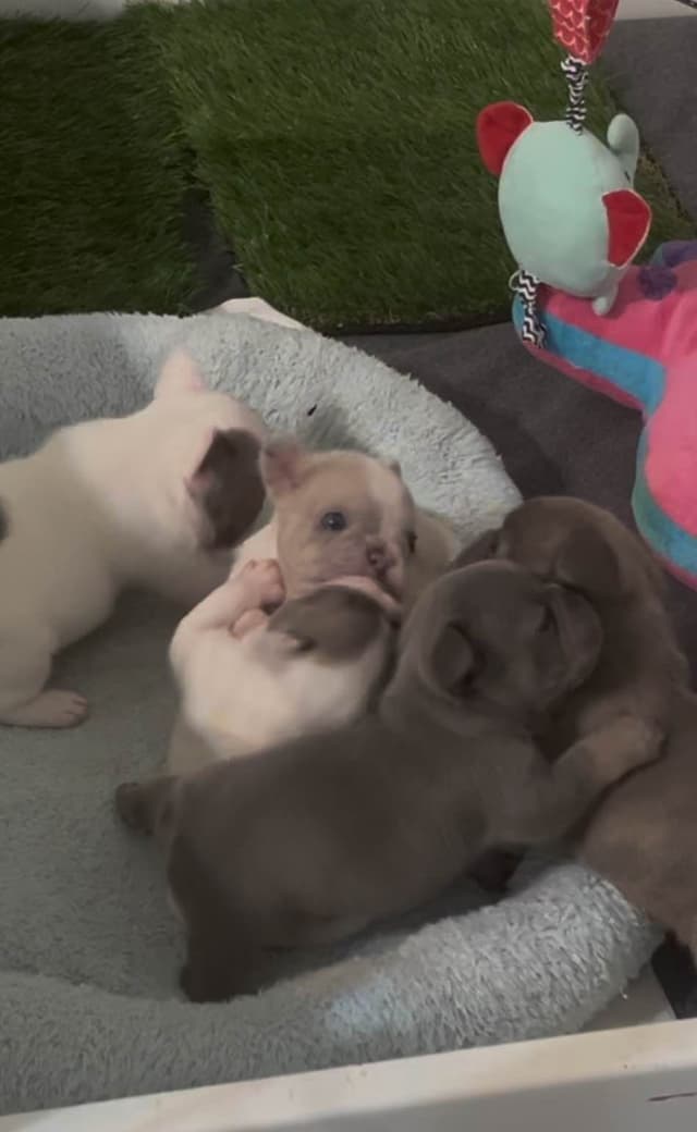 French Bulldog Puppies Blue's and Lilacs media 2