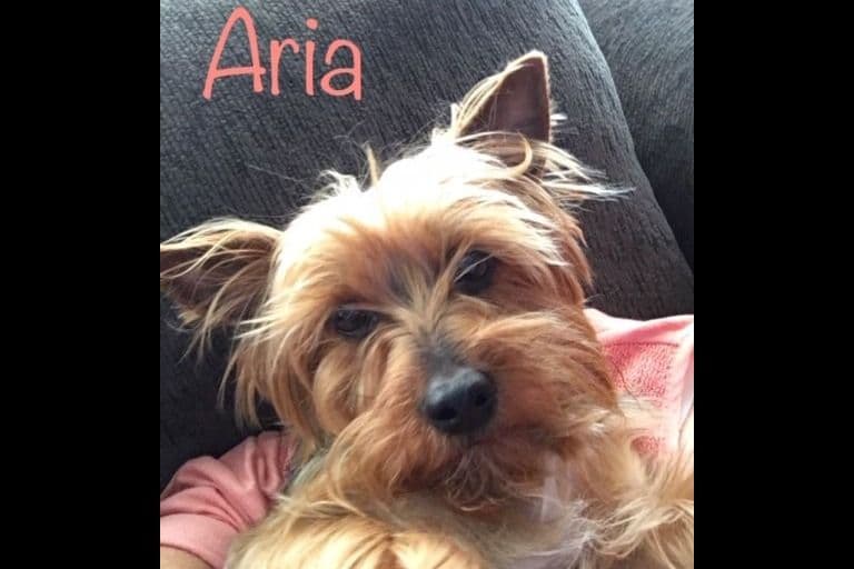 Yorkshire Terrier Puppies breeder image 2
