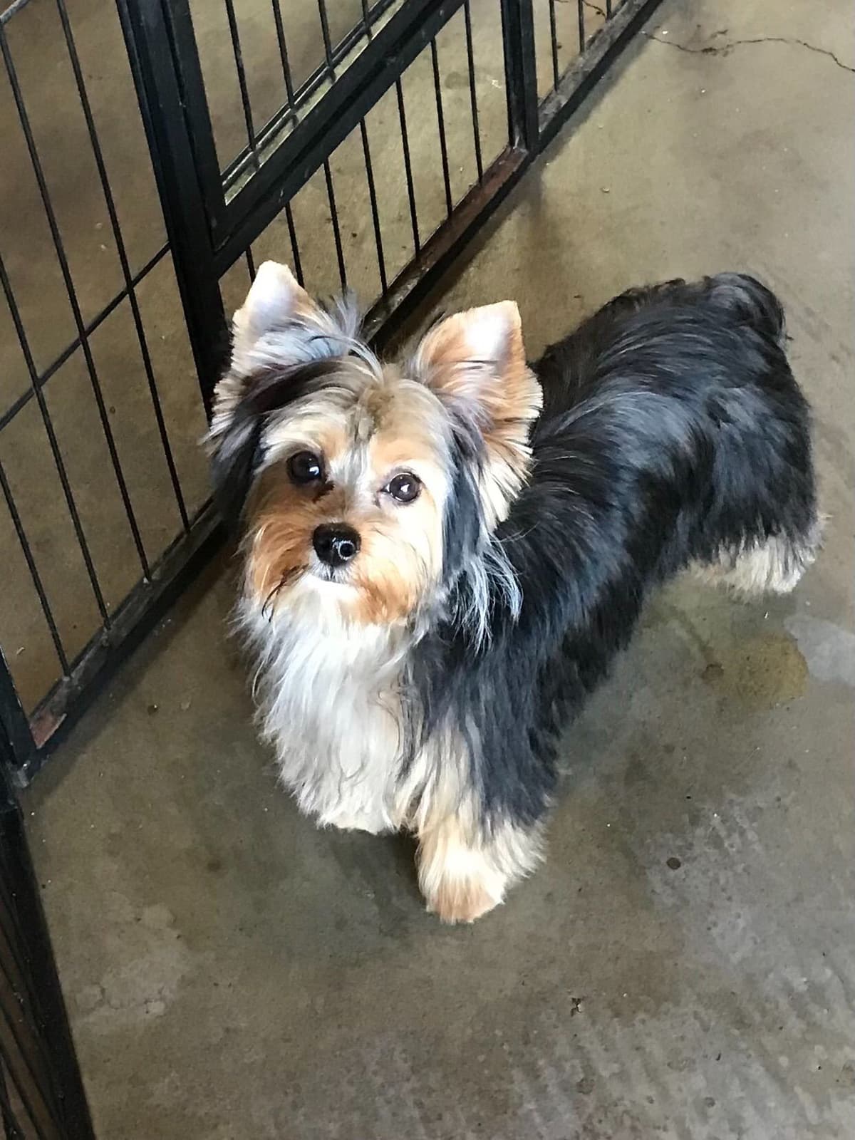 Yorkshire Terrier Puppies breeder image 3
