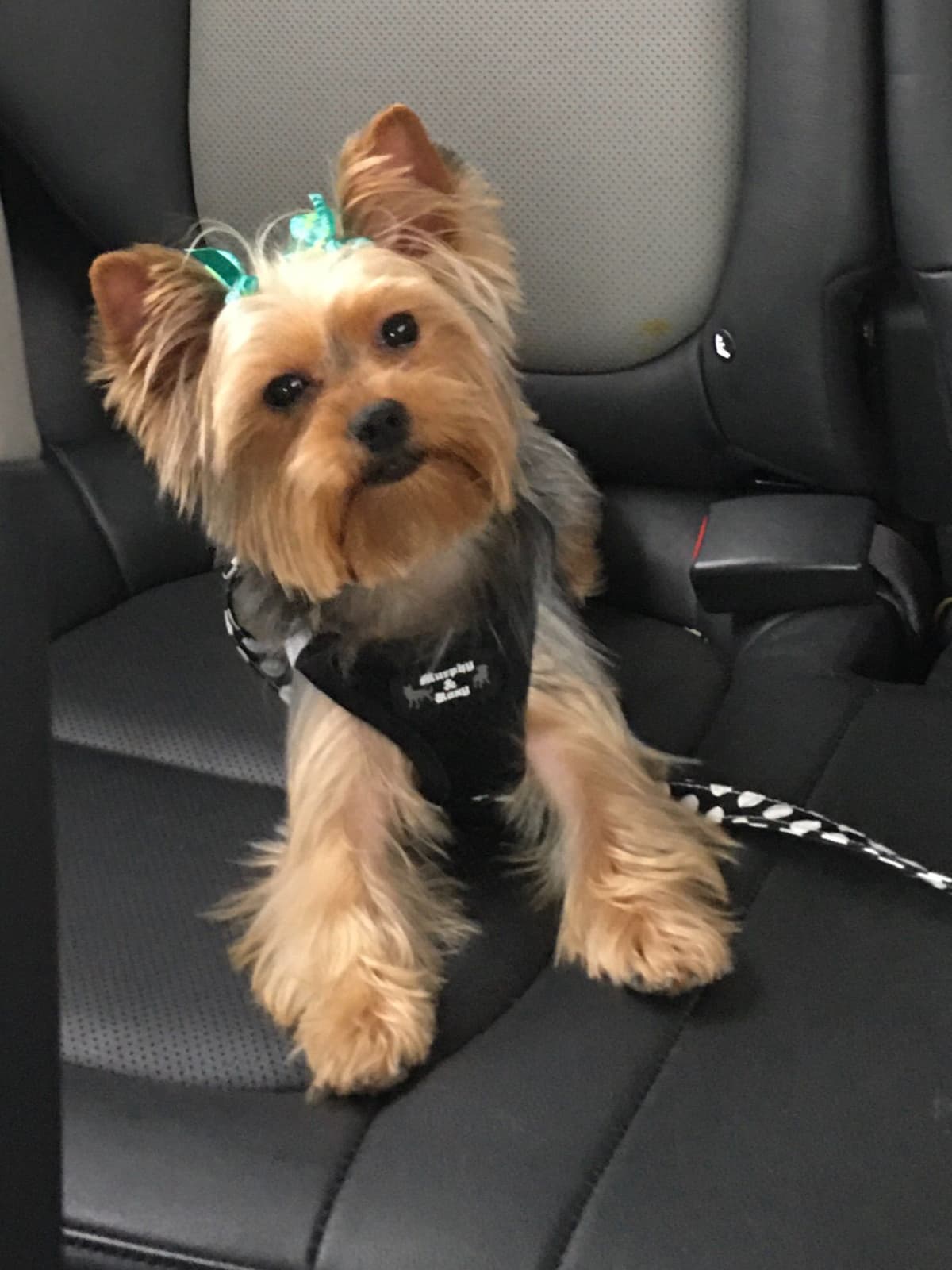 Yorkshire Terrier Puppies breeder image 1