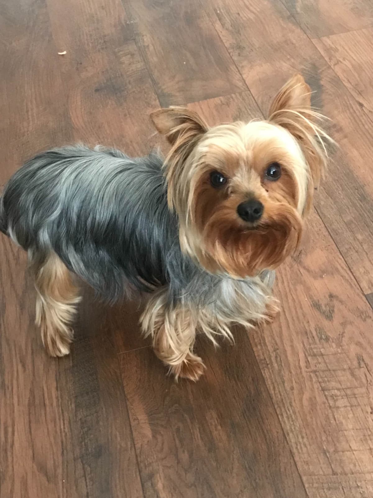 Yorkshire Terrier Puppies breeder image 4