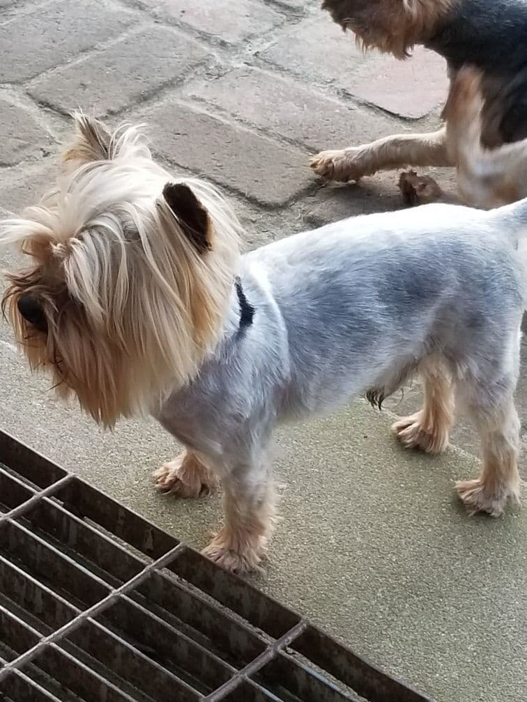 Yorkshire Terrier Puppies breeder image 5