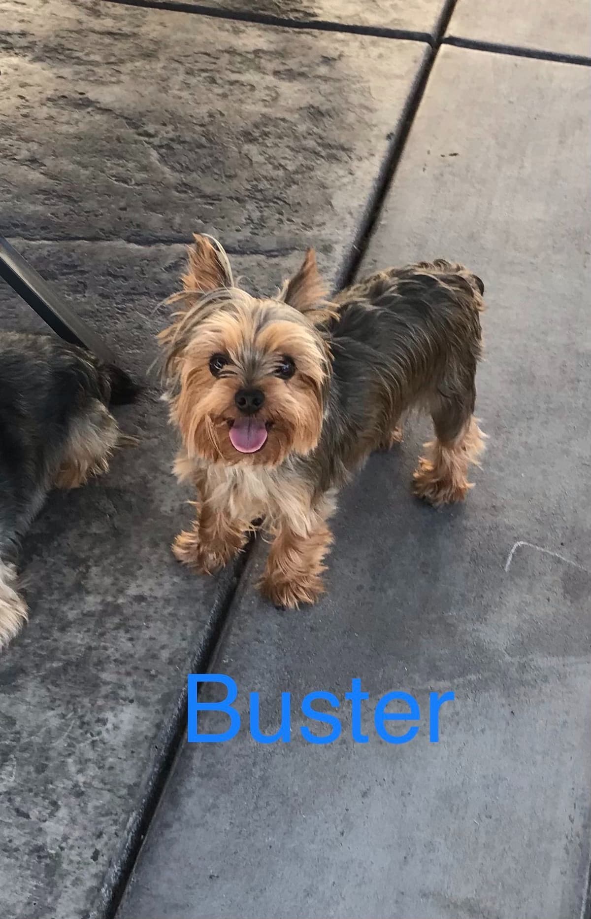Yorkshire Terrier Puppies breeder image 8
