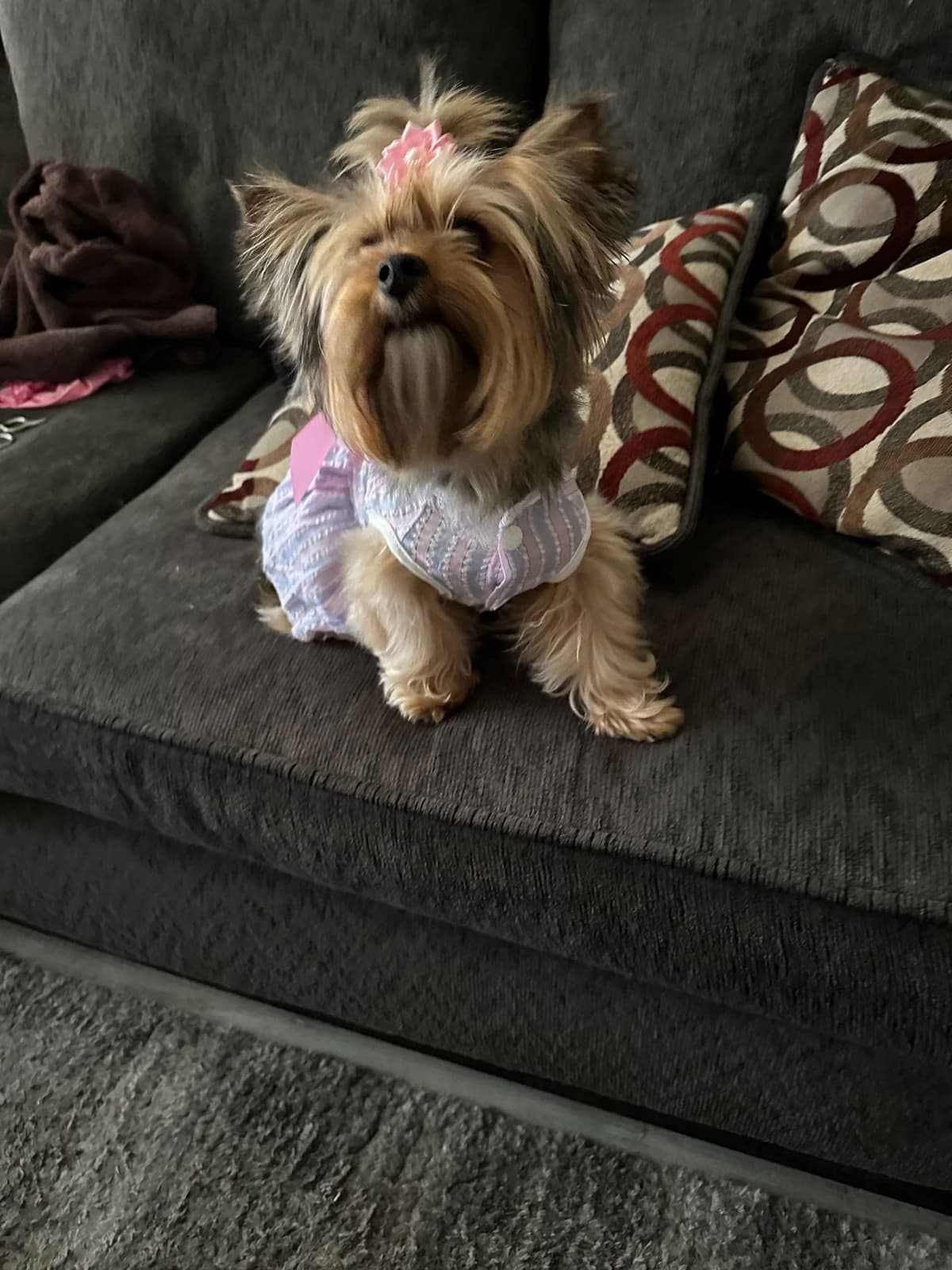 Yorkshire Terrier Puppies breeder image 9
