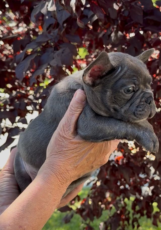French Bulldog Puppies media 2