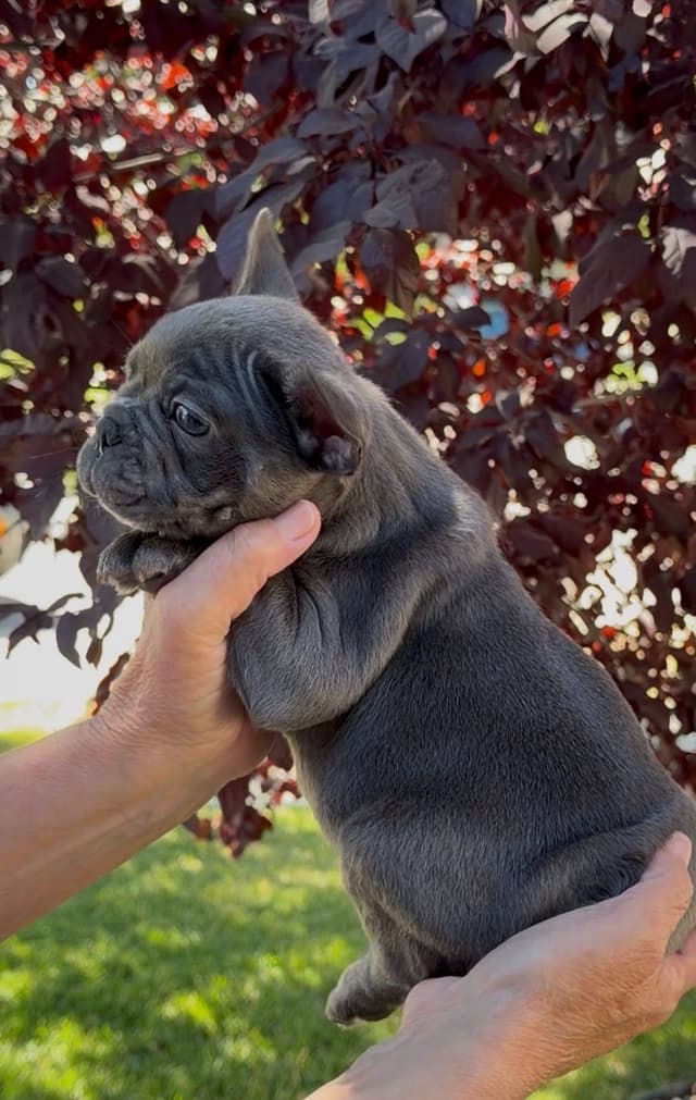 French Bulldog Puppies media 4
