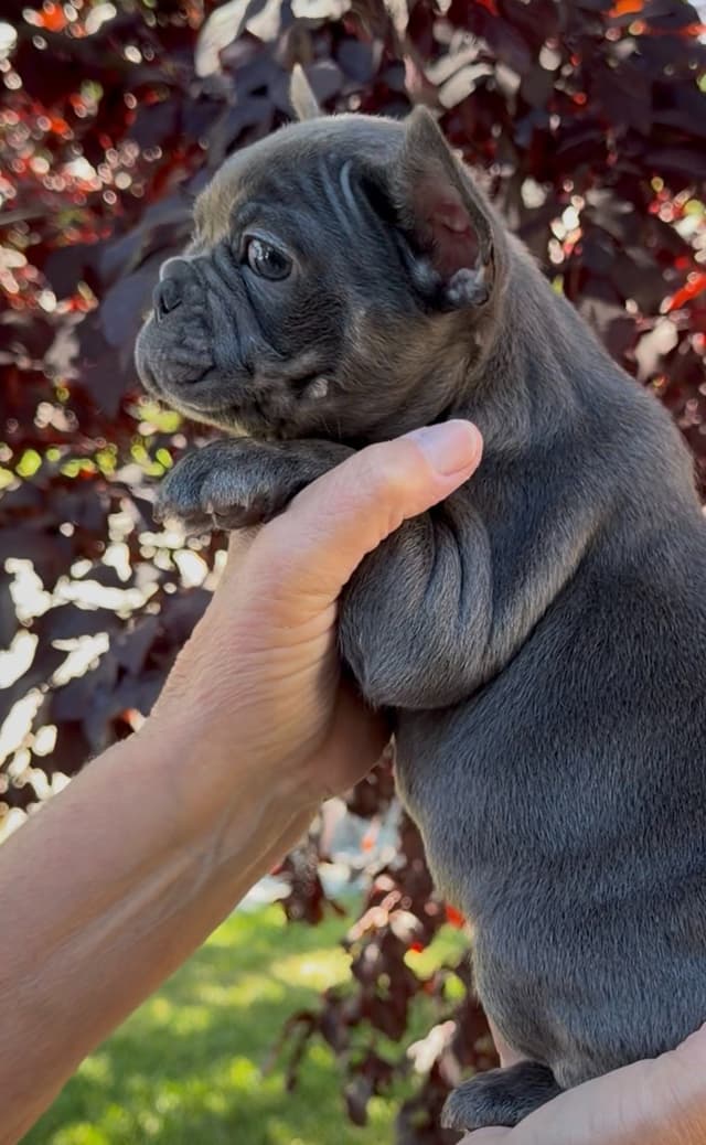 French Bulldog Puppies media 5