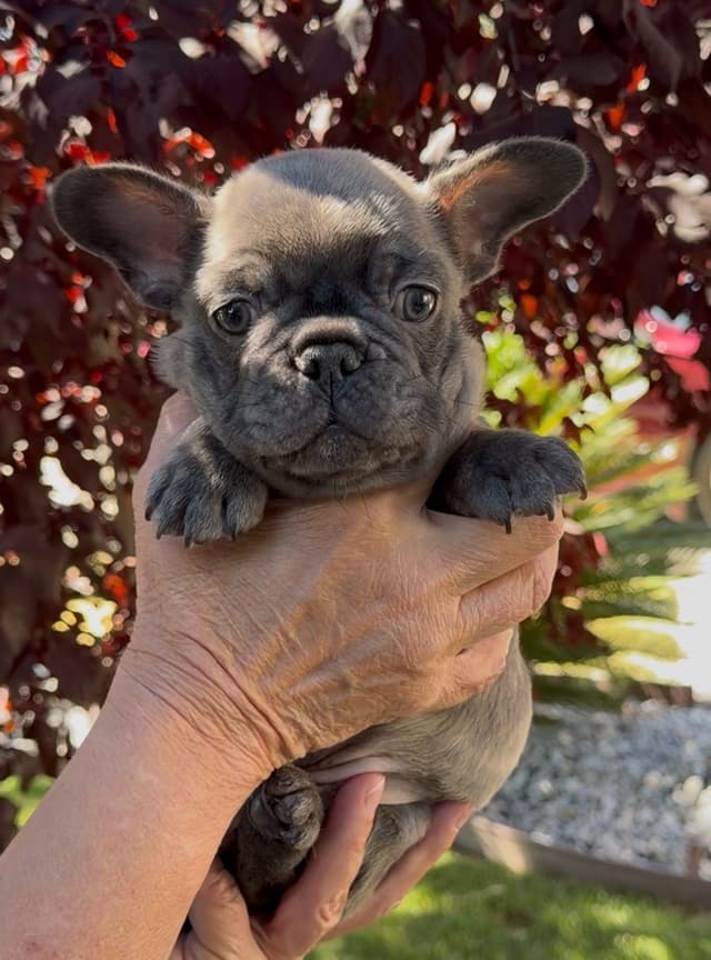 French Bulldog Puppies media 6