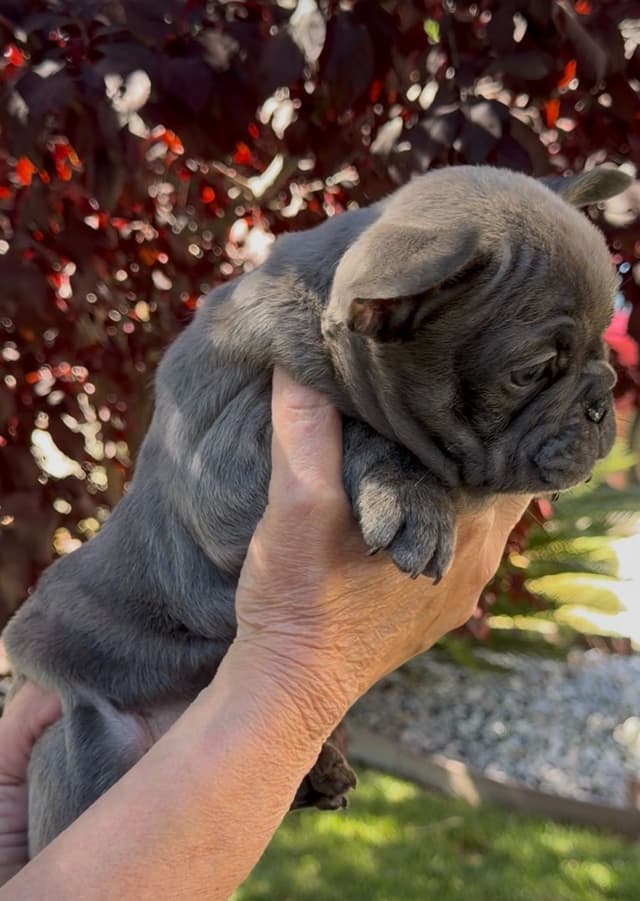 French Bulldog Puppies media 7