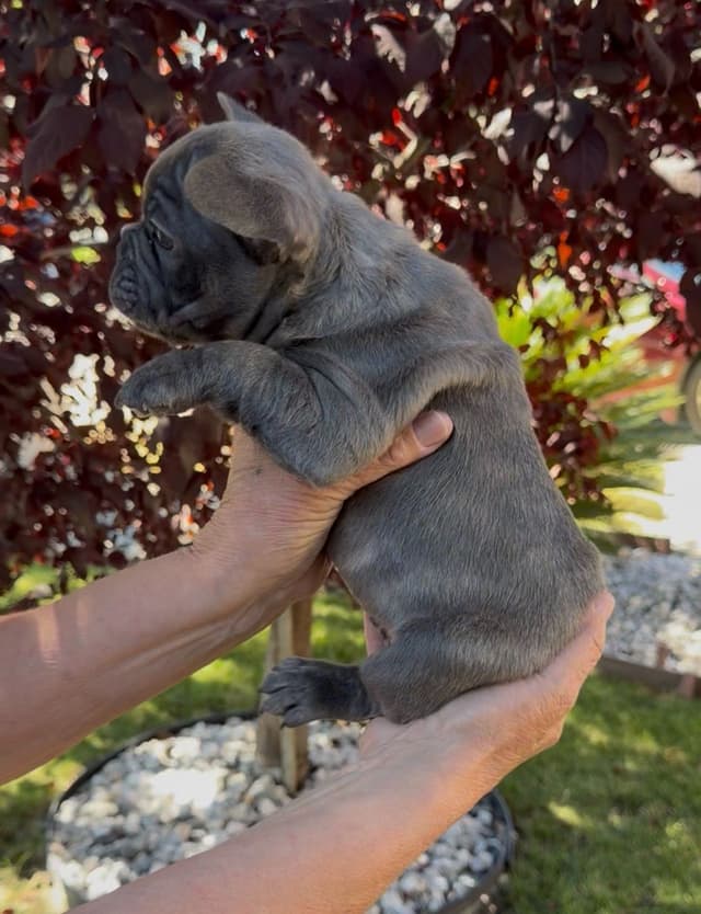 French Bulldog Puppies media 8