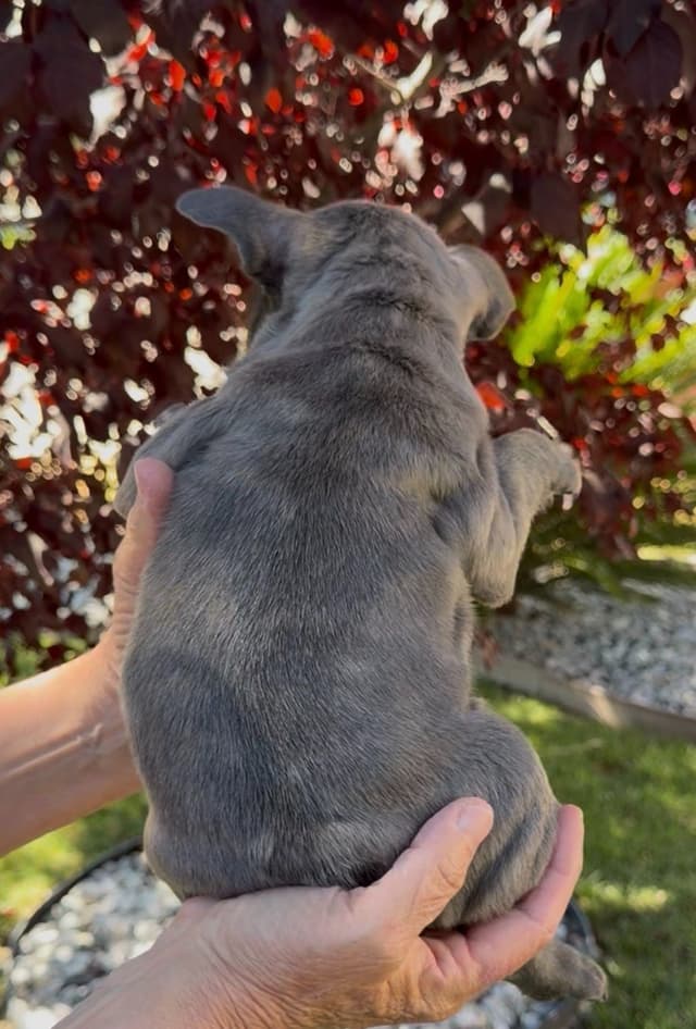 French Bulldog Puppies media 9