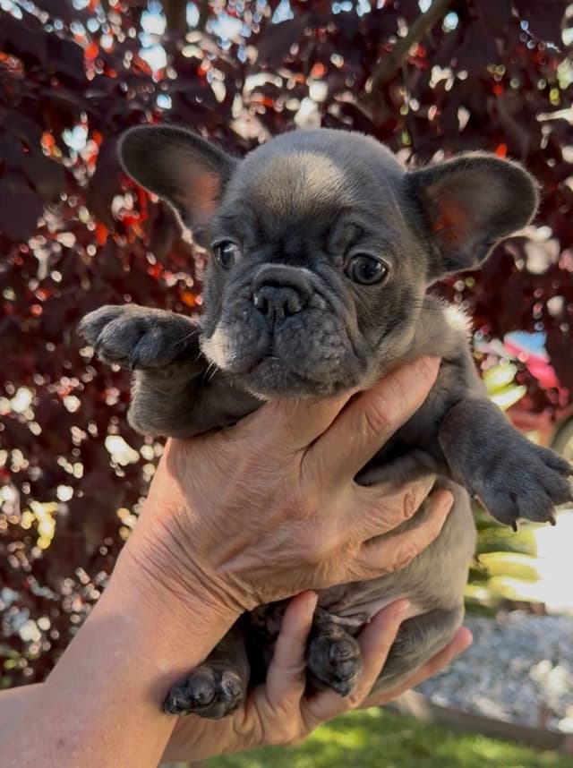 French Bulldog Puppies media 10