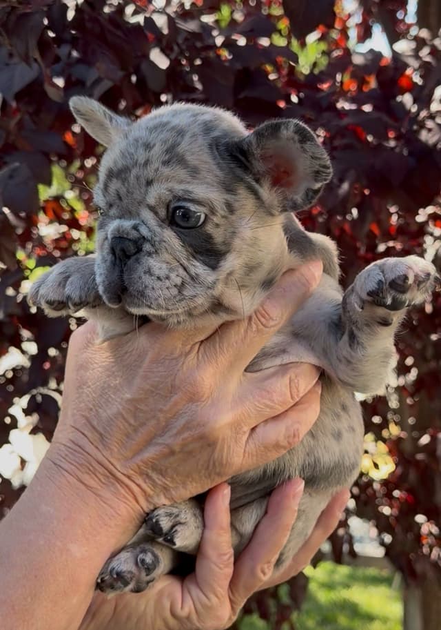 French Bulldog Puppies media 11