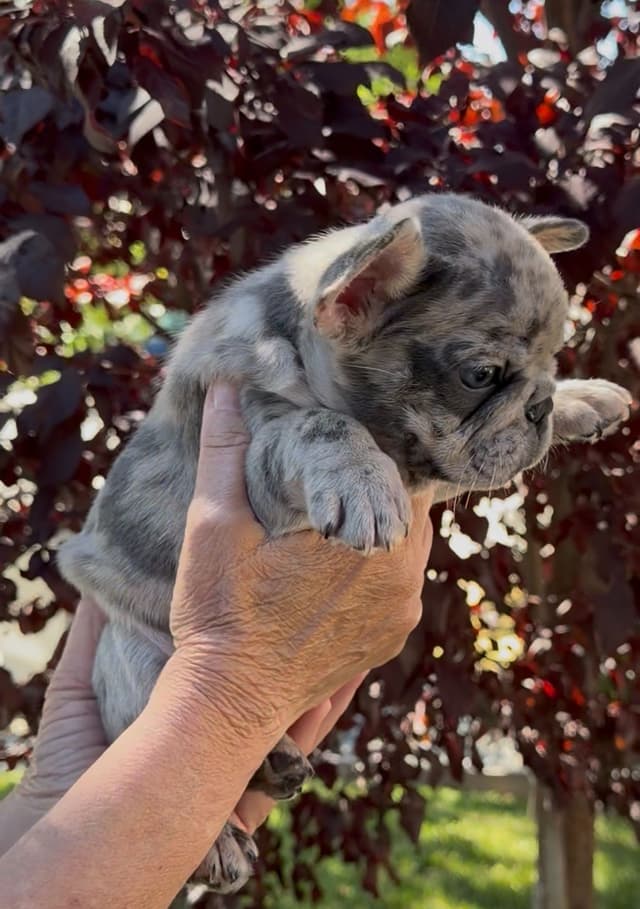 French Bulldog Puppies media 12