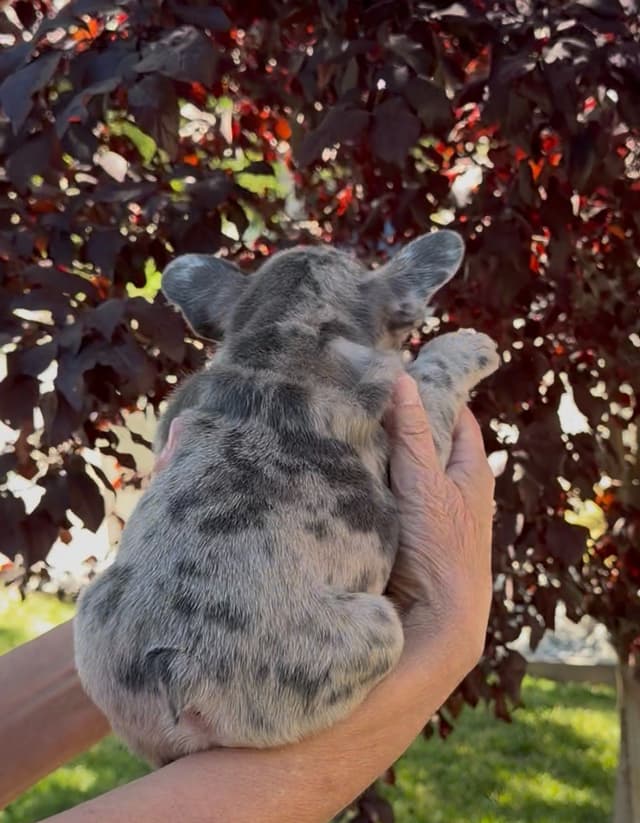 French Bulldog Puppies media 13