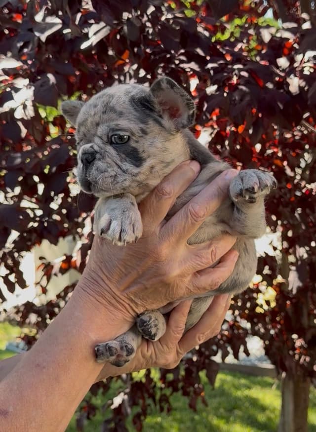 French Bulldog Puppies media 14