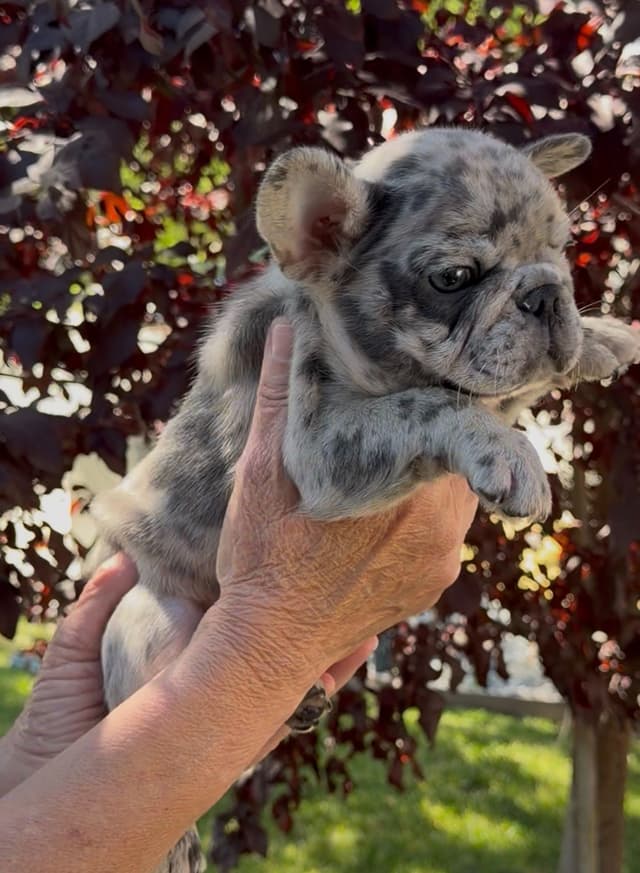 French Bulldog Puppies media 15