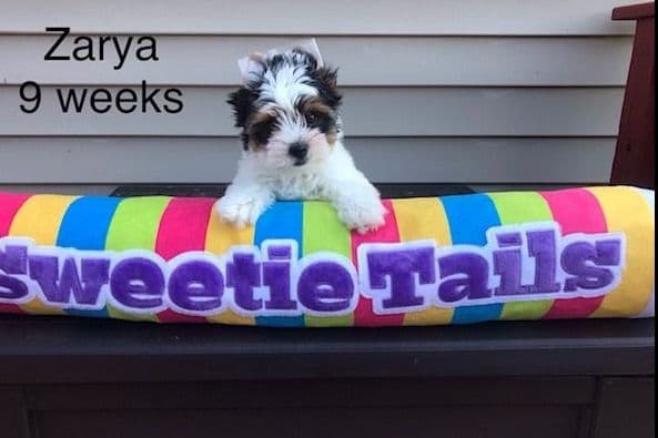 Biewer Terrier Puppies breeder image 2