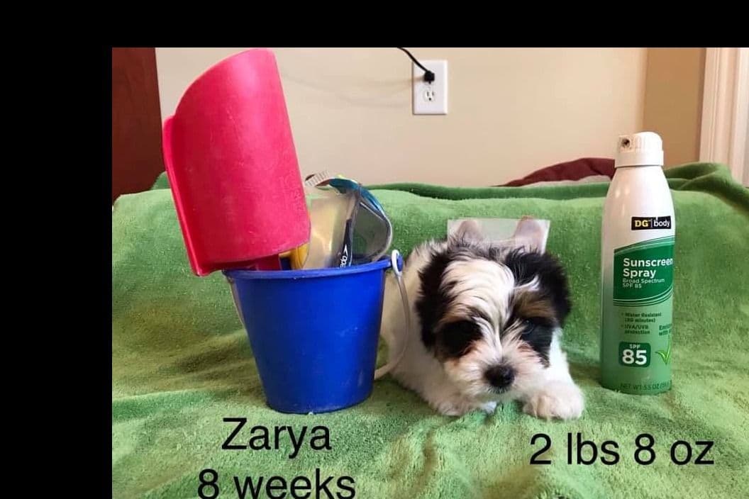 Biewer Terrier Puppies breeder image 4