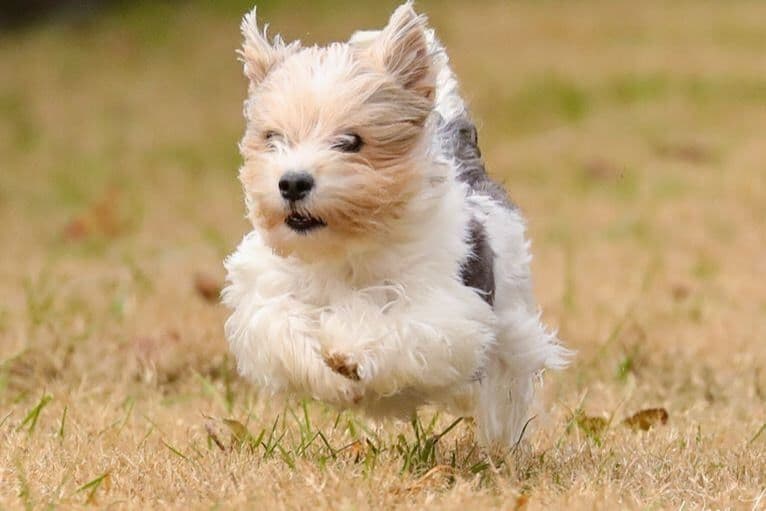 Biewer Terrier Puppies breeder image 5
