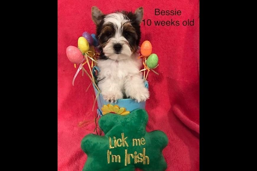 Biewer Terrier Puppies breeder image 7