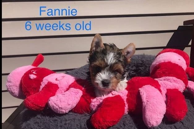 Biewer Terrier Puppies breeder image 1