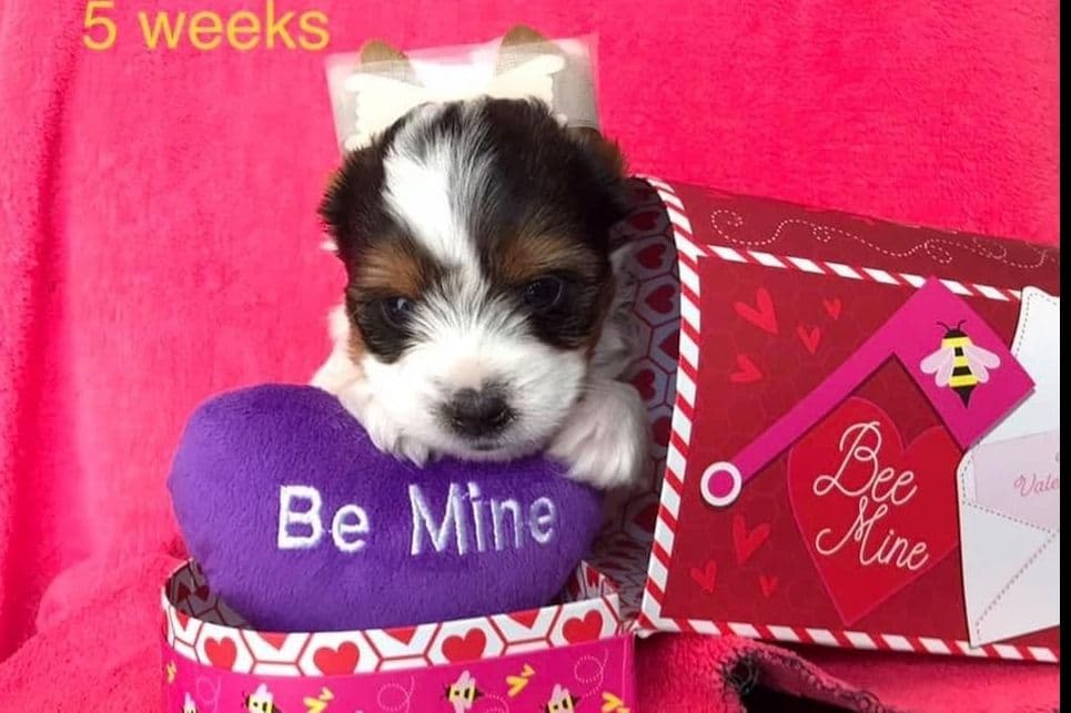 Biewer Terrier Puppies breeder image 8