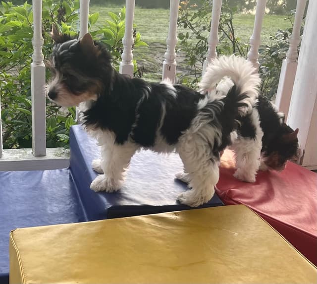 Biewer Terrier Puppies media 2