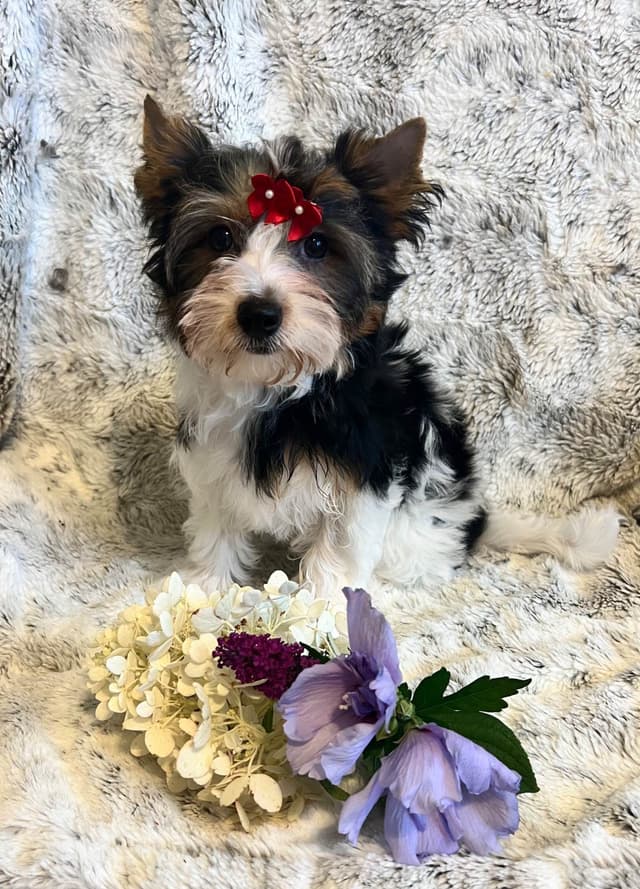 Biewer Terrier Puppies media 3
