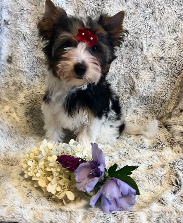 Biewer Terrier Puppies media 5