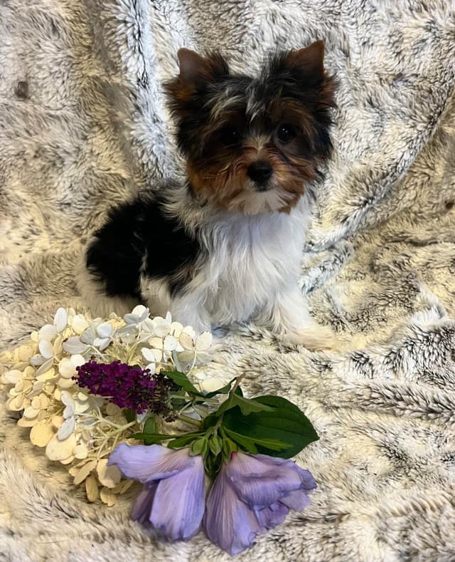Biewer Terrier Puppies media 2