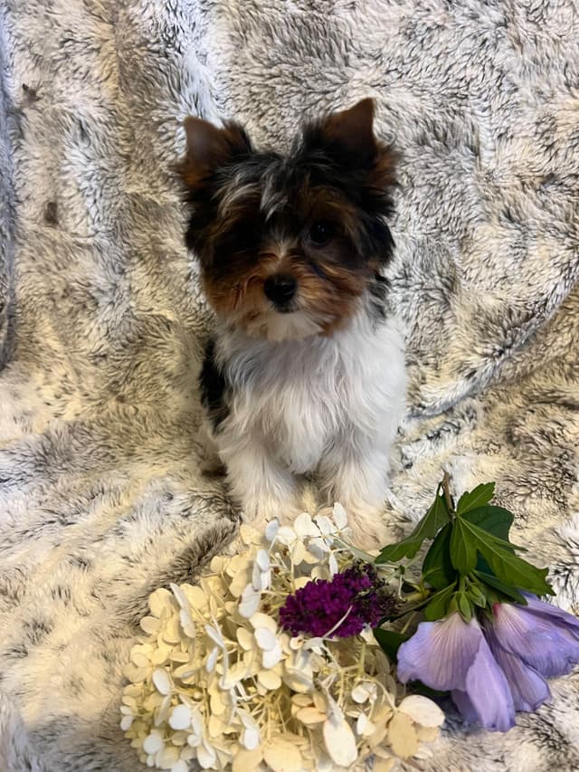 Biewer Terrier Puppies media 3