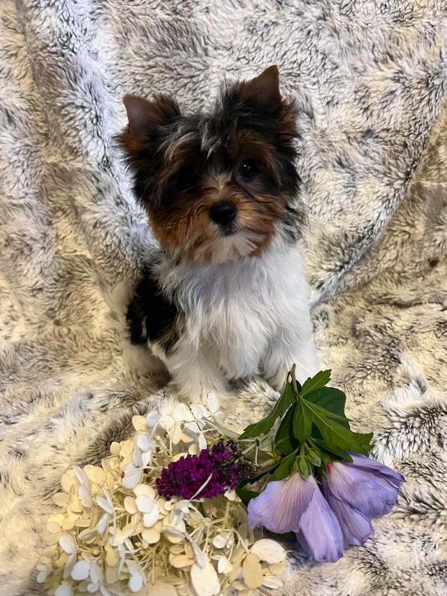 Biewer Terrier Puppies media 5