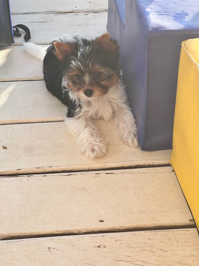 Biewer Terrier Puppies media 4