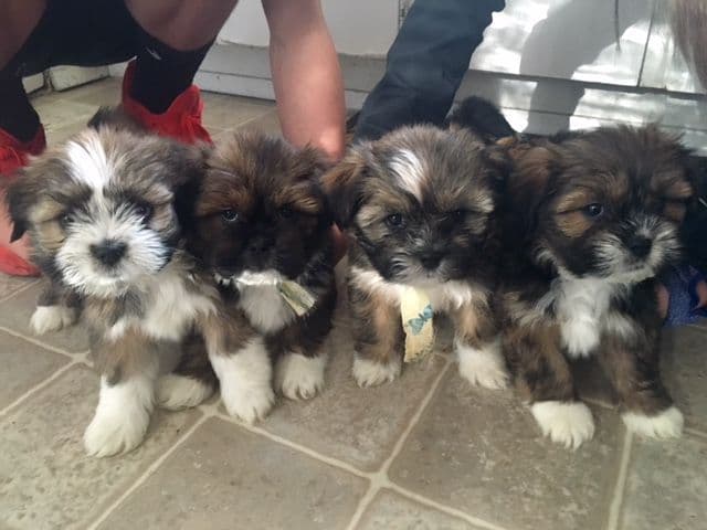 Lhasa Apso Puppies breeder image 6