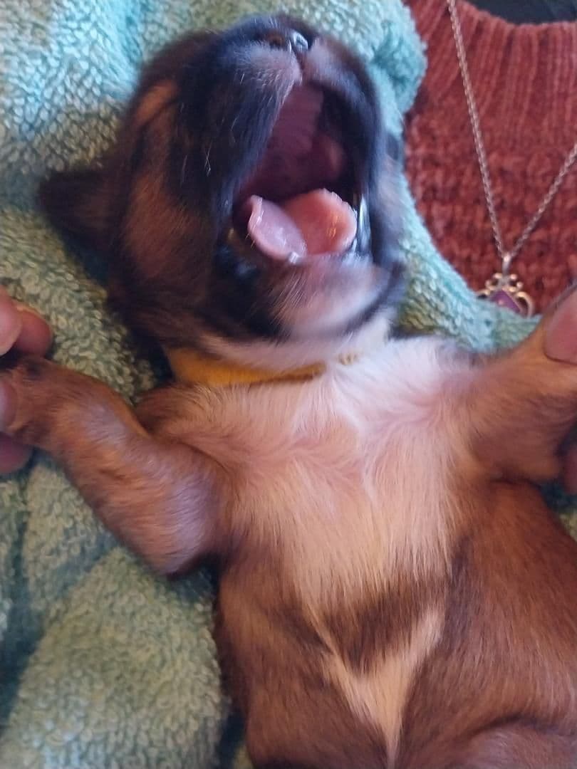 Lhasa Apso Puppies breeder image 3