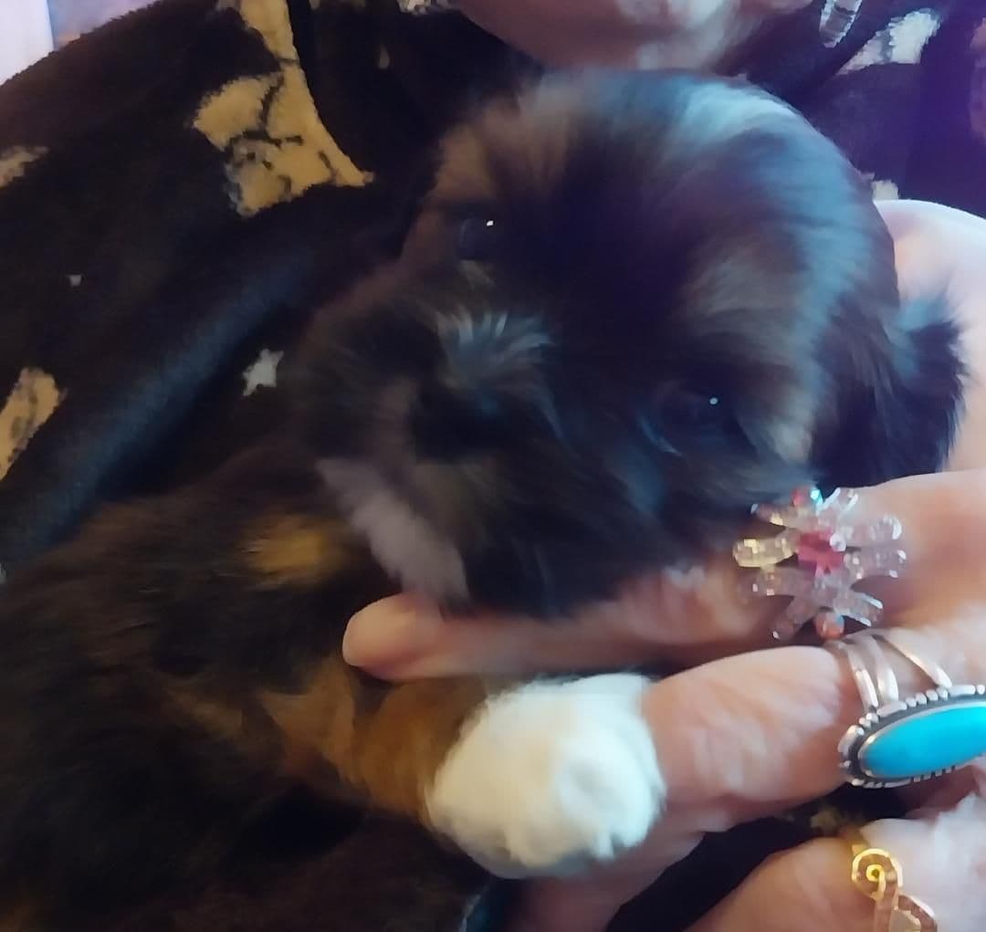 Lhasa Apso Puppies breeder image 1
