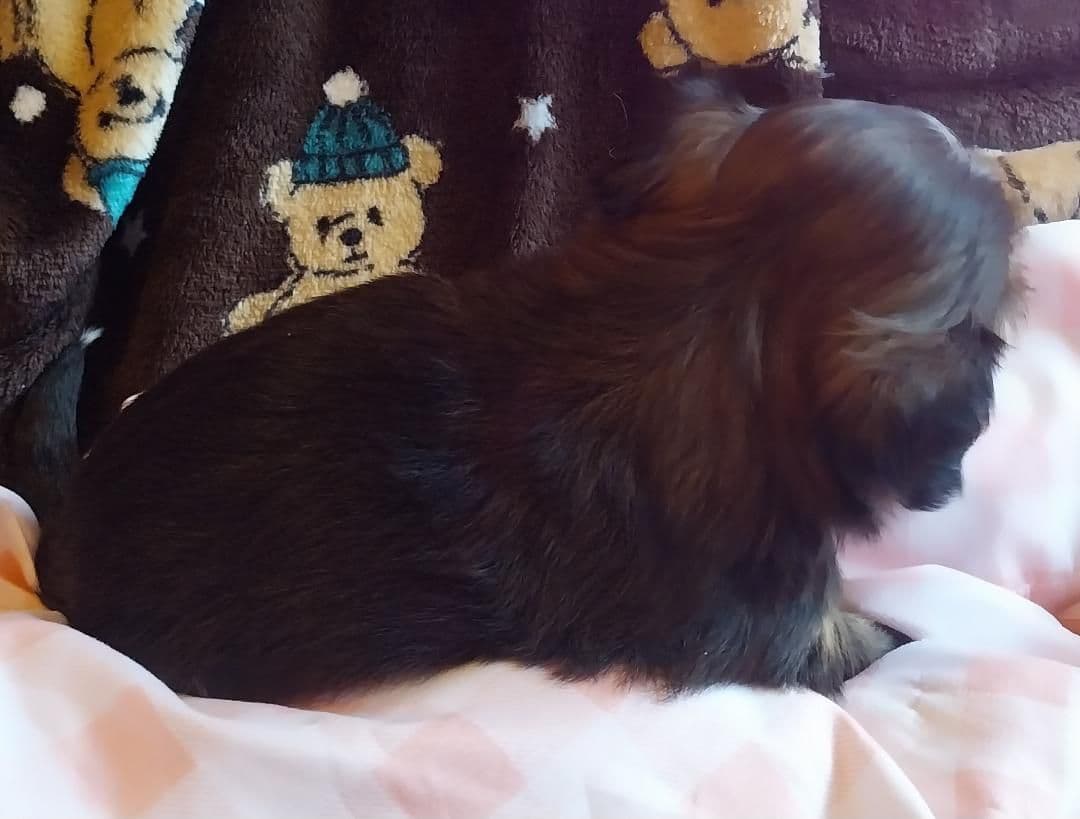 Lhasa Apso Puppies breeder image 4