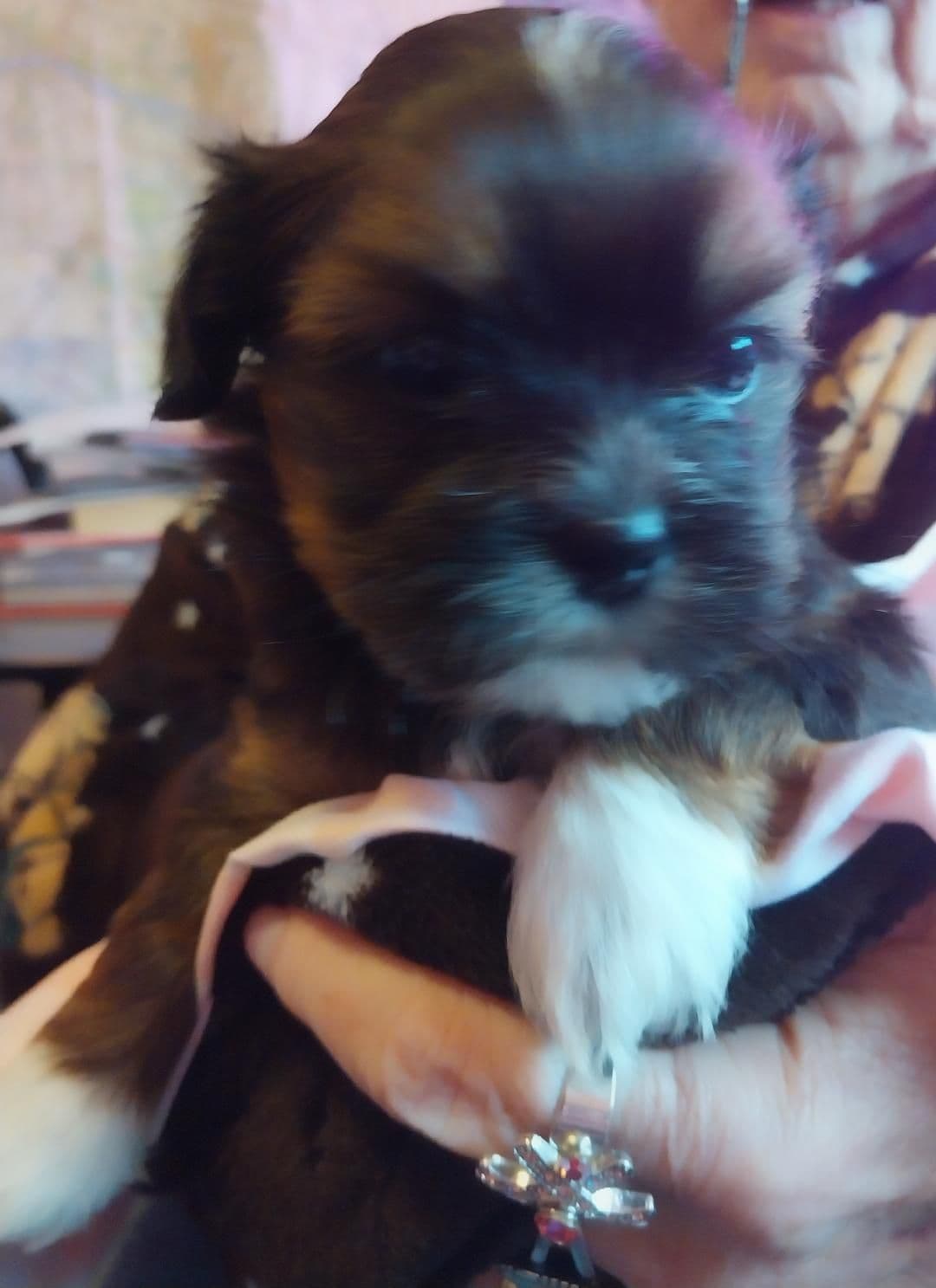 Lhasa Apso Puppies breeder image 5