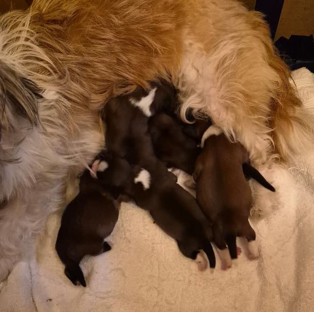 Lhasa Apso Puppies media 28