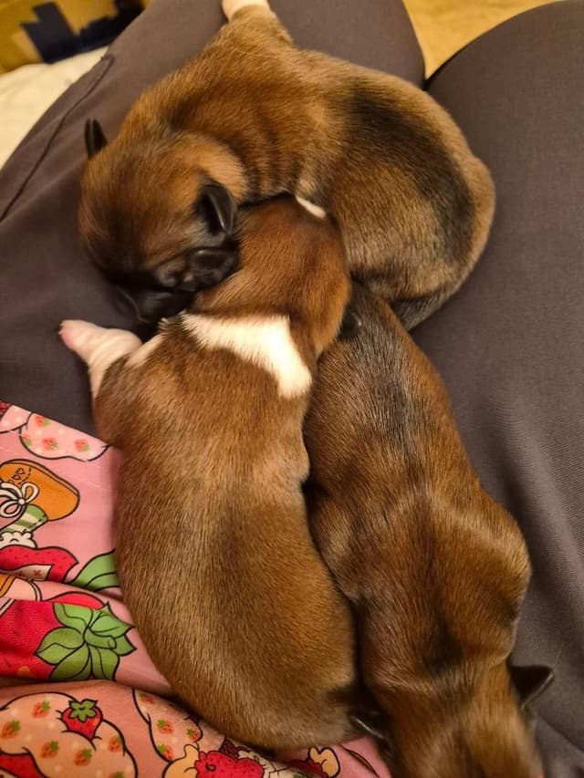 Lhasa Apso Puppies media 27