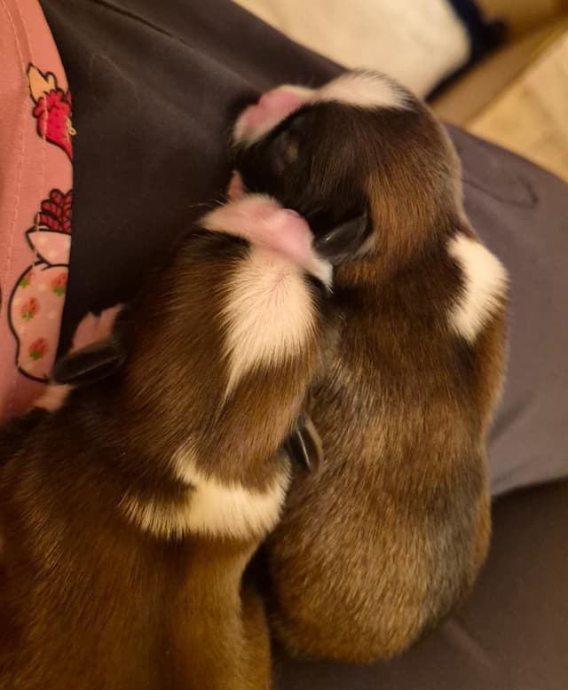 Lhasa Apso Puppies media 26