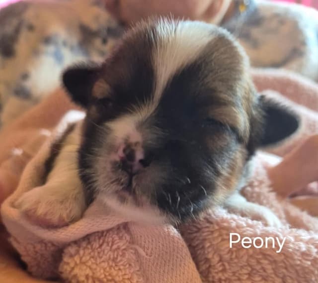Lhasa Apso Puppies media 2