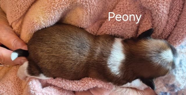 Lhasa Apso Puppies media 4