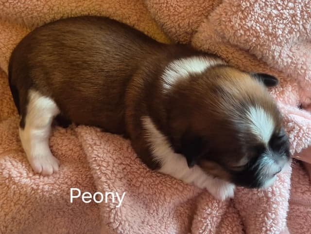 Lhasa Apso Puppies media 5